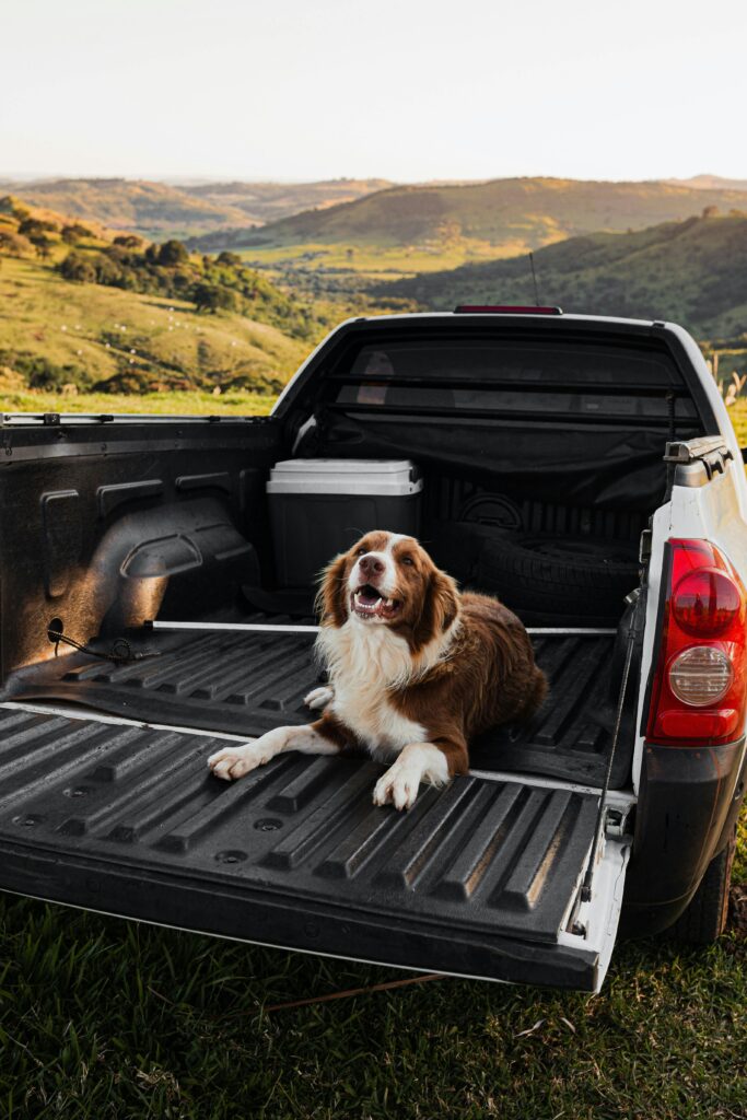 A happy dog lounging in a truck bed amidst tranquil hillside scenery, under a clear sky.